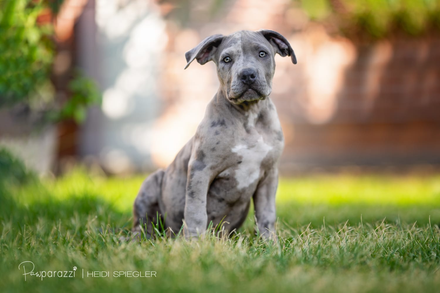 Heidi Spiegler photography