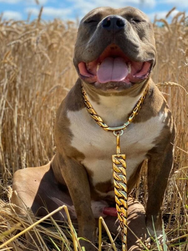 www.brachial-bullys.de